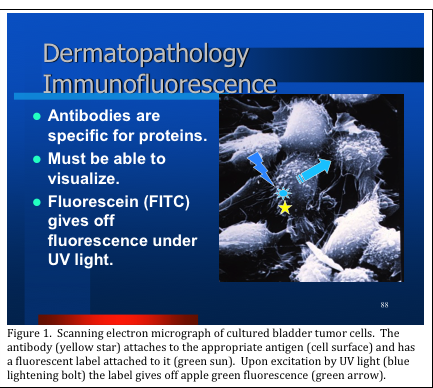 Dermatopathology Immunofluorescence