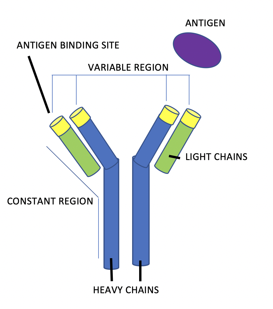 Figure 1 | Rankin Biomedical