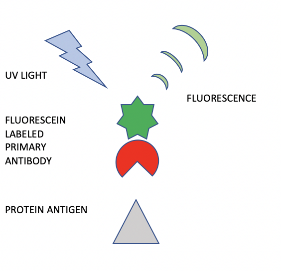 Immunofluorescence Figure1